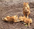 Lion in Burgers Zoo