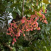 Pistacia terebinthus 20230910b.jpg