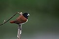 * Nomination Tricolored Munia (Lonchura malacca). By User:Mildeep --Nirmal Dulal 02:44, 18 February 2024 (UTC) * Promotion  Support Good quality. --Johann Jaritz 02:57, 18 February 2024 (UTC) Yes but would benefit from scientific name in file description (not just category) including subspecies. crop? Charlesjsharp 07:49, 18 February 2024 (UTC)