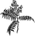 Ailanthus altissima (as syn. Ailantus glandulosa) plate 134 in: Wayside and woodland blossoms, 1895 crop