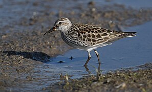 White-rumped Sandpiper - 52133099530.jpg