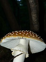 Amanita muscaria