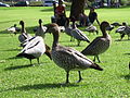 Australian Wood Ducks