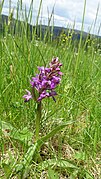 Dactylorhiza majalis 43.jpg