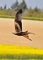 Red Kite (Milvus Milvus) hunting