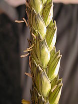 wheat flowers