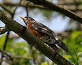 American Robin