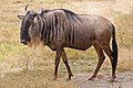 35 Blue Wildebeest, Ngorongoro uploaded by Muhammad Mahdi Karim, nominated by Muhammad Mahdi Karim