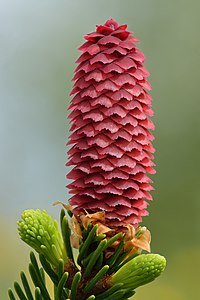 "Picea_abies_young_female_cone_-_Keila.jpg" by User:Iifar