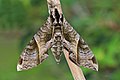 97 Sphinx moth (Eumorpha anchemolus) uploaded by Charlesjsharp, nominated by Charlesjsharp,  12,  0,  0