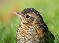 Image 52Juvenile American robin