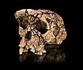 4 Sahelanthropus tchadensis uploaded by Archaeodontosaurus, nominated by Archaeodontosaurus