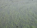 Zostera marina, Korea