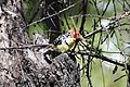 Red-and-yellow-barbet