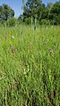 Anacamptis palustris Germany - Ichenheim