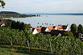 view from Birnau on Lake Constance (with grapevine)