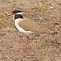 9 Black-headed lapwing (Vanellus tectus tectus) uploaded by Charlesjsharp, nominated by Charlesjsharp