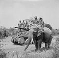 The crew of a Sherman tank of the 9th Royal Deccan Horse, 255th Indian Tank Brigade, encounter a newly liberated elephant on the road to Meiktila, 29 March 1945.