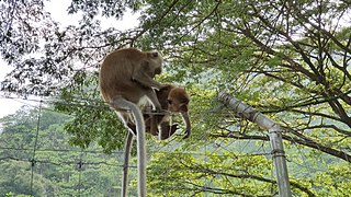 Macaques grooming.jpg