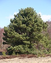 Solitary tree, Denmark