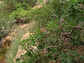 Mesa Verde National Park