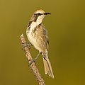 86 Tawny-crowned Honeyeater 2 - Maddens Plains uploaded by JJ Harrison, nominated by Iifar,  9,  0,  0