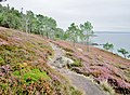 Le GR 34 traversant la lande fleurie à l'est de la Pointe du Guern.