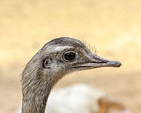 Rank: 32 Gazing greater rhea (Rhea americana) in Lüneburg Heath Wildlife Park