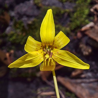 Trout lily - anterior view