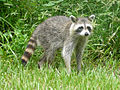 This raccoon is a member of one of the very small subspecies found at the south coast of Florida.