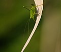 Gemeine Sichelschrecke - Phaneroptera falcata, Weibchen, Nymphe, am Bruchgraben in den Kirschgartshäuser Schlägen