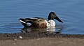 Immature male; Abilene, Texas, USA