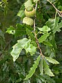 Quercus libani