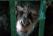 Кадр из фильма "Планета обезьян: Война"